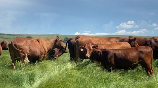 Commercial breed cattle